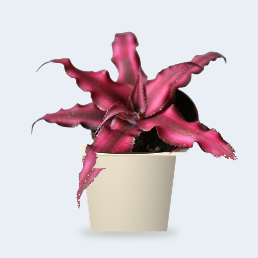 Earth Star Plant Pink – Small
