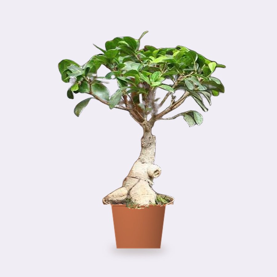 Ficus Bonsai Plant – Small