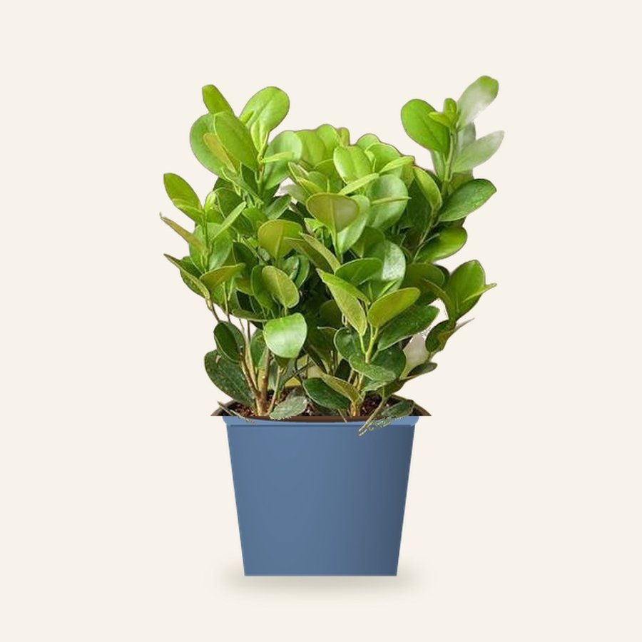 Ficus Moclame Plant XL – Small