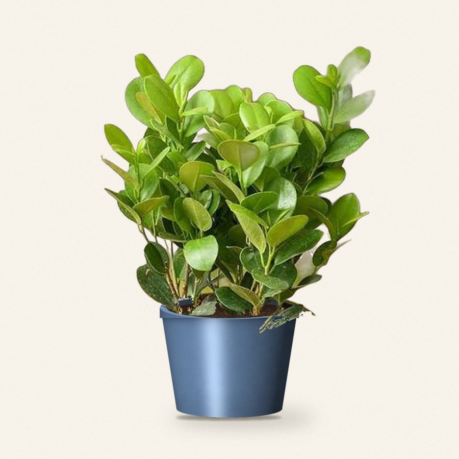 Ficus Moclame Plant XL