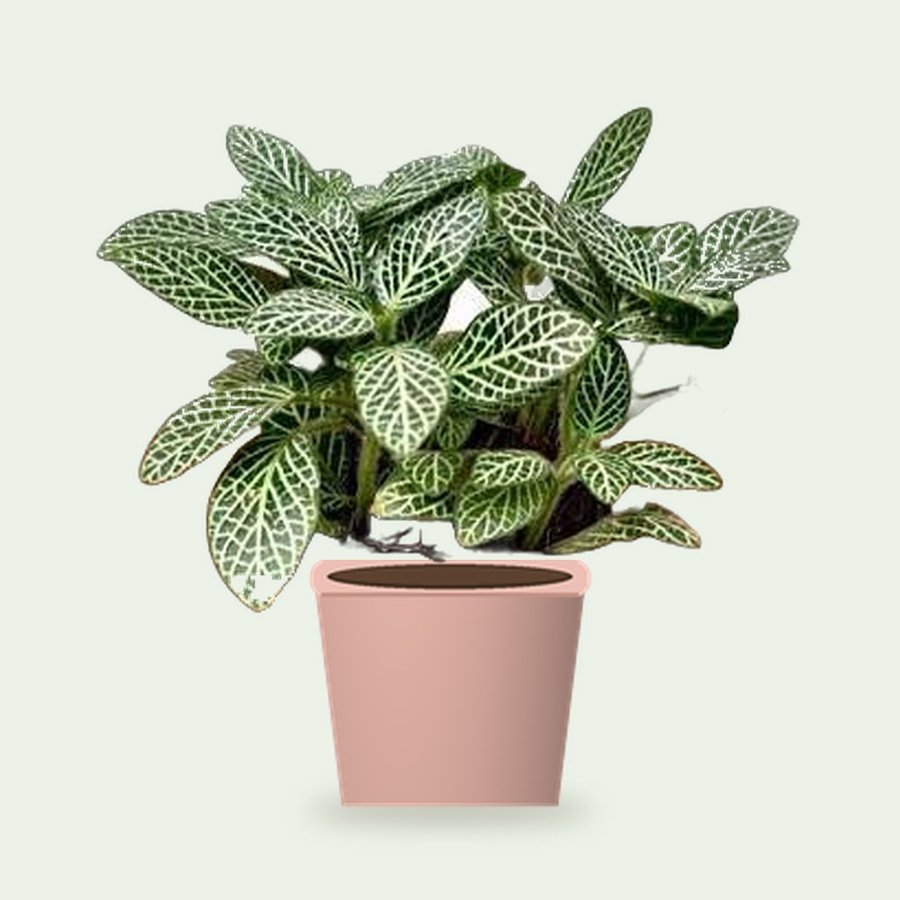 Fittonia Green Plant (Nerve Plant) – Small