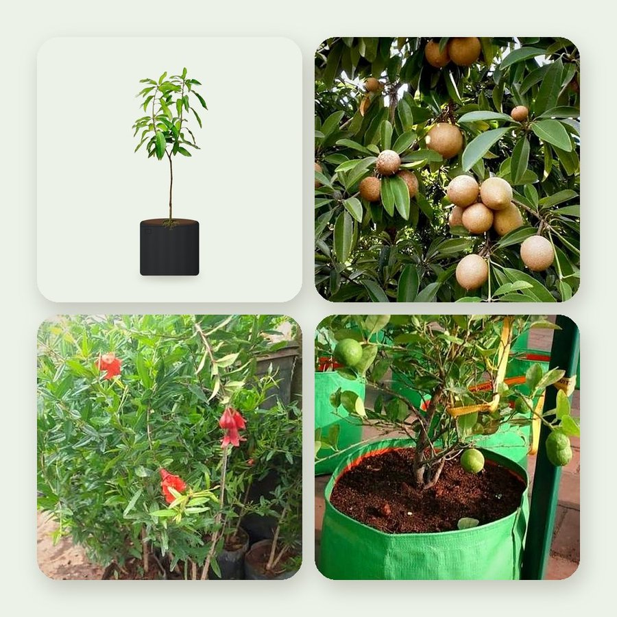 Fruit Garden – Combo of 4