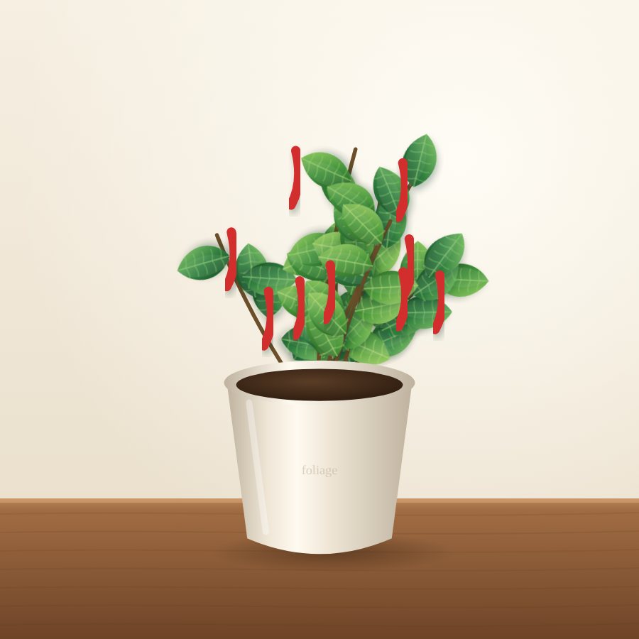 Tomato Plant