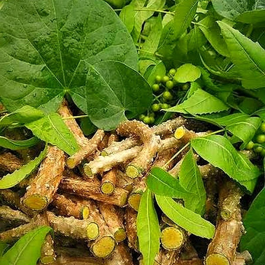 Giloy Plant