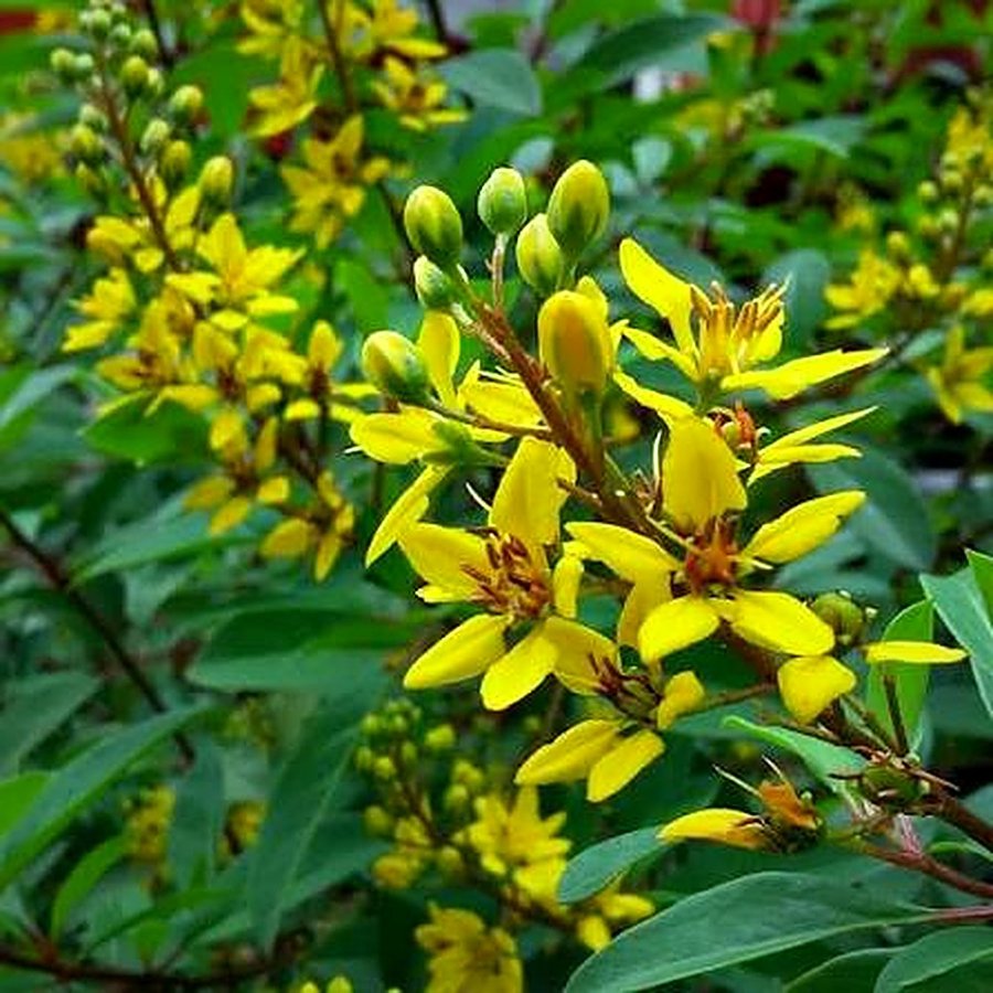 Golden Thryallis (Gul Mehendi)