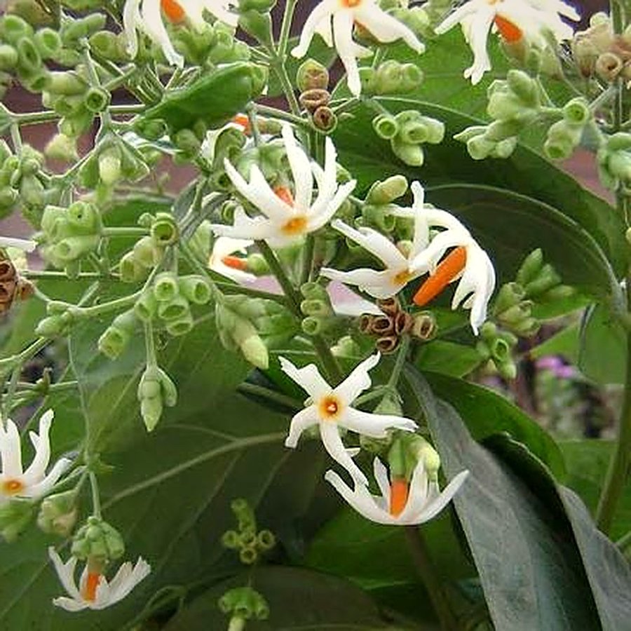 Harsingar (Parijat) Plant
