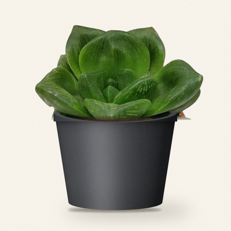 Haworthia Cymbiformis Plant