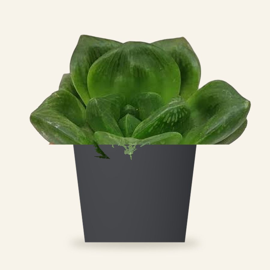 Haworthia Cymbiformis Plant
