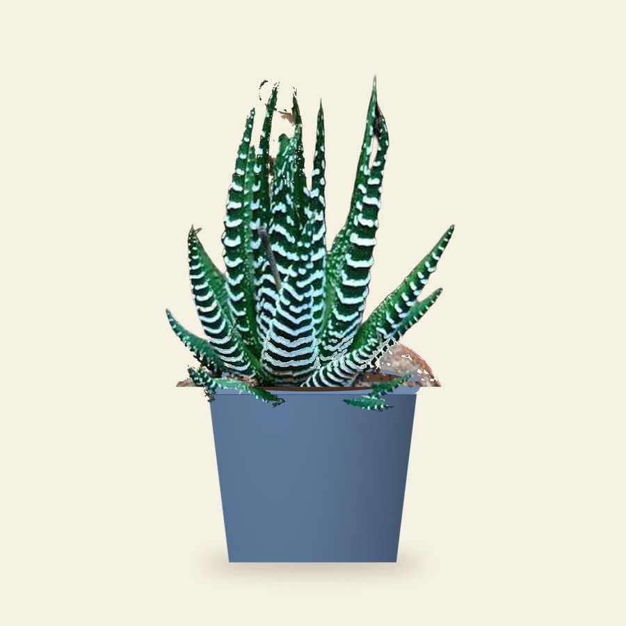 Haworthia Fasciata Plant