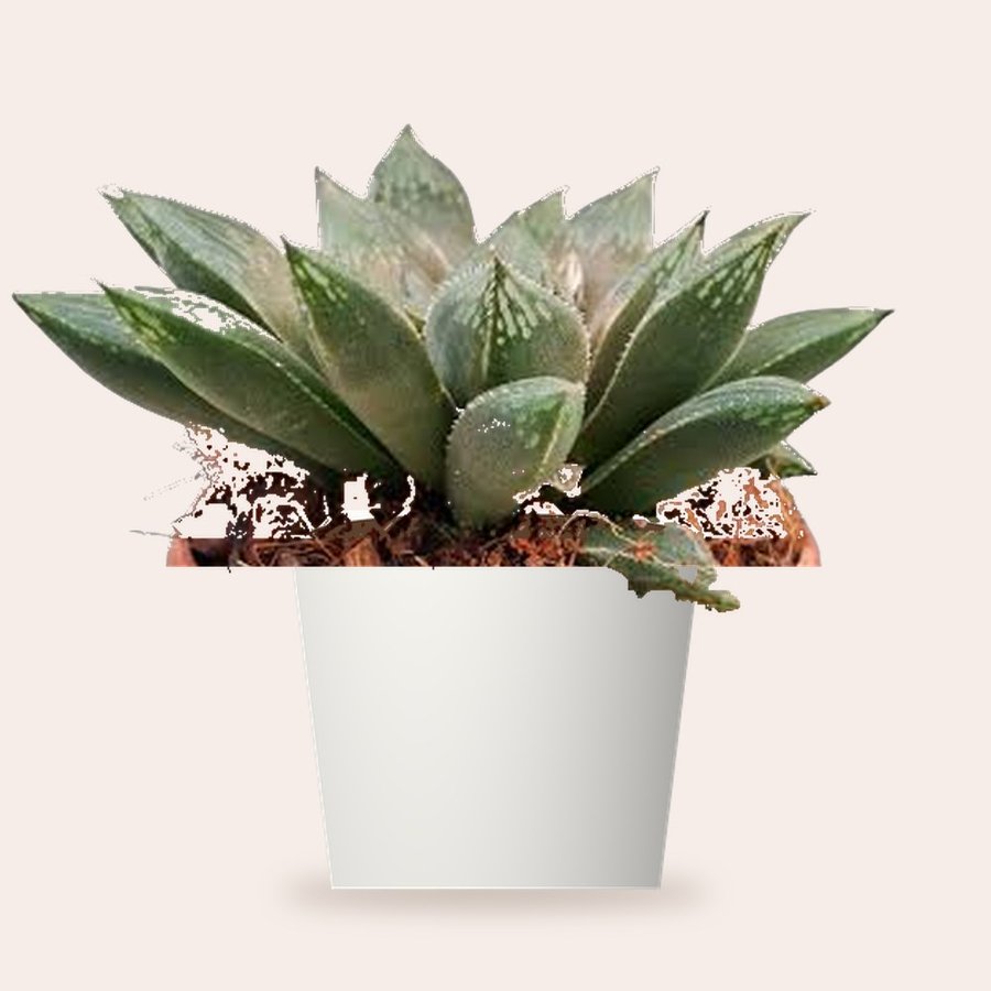Haworthia Maculata Plant – Small