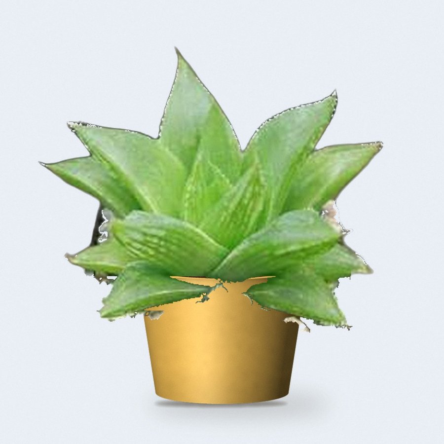 Haworthia Turgida