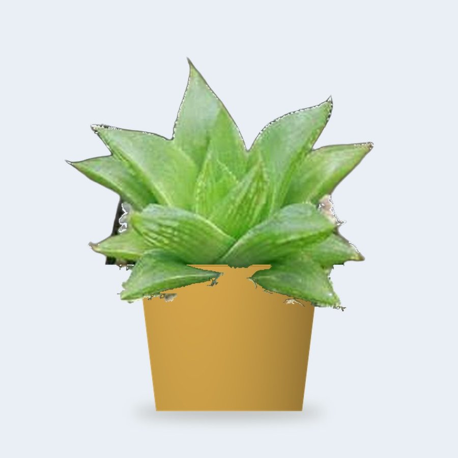 Haworthia Turgida – Small