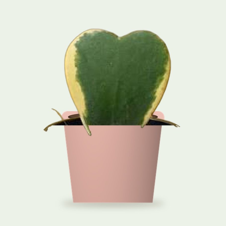 Heart Hoya Plant – Variegated – Small