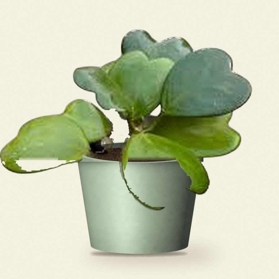 Heart Hoya Plant