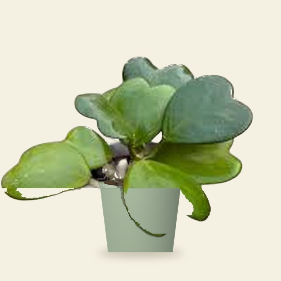 Heart Hoya Plant