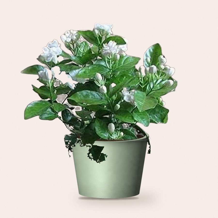 Hybrid Mogra Plant