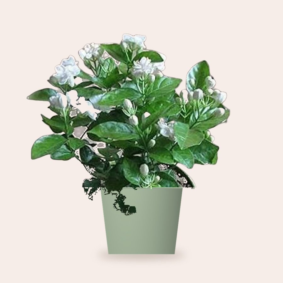 Hybrid Mogra Plant