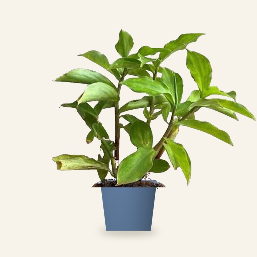 Insulin Plant