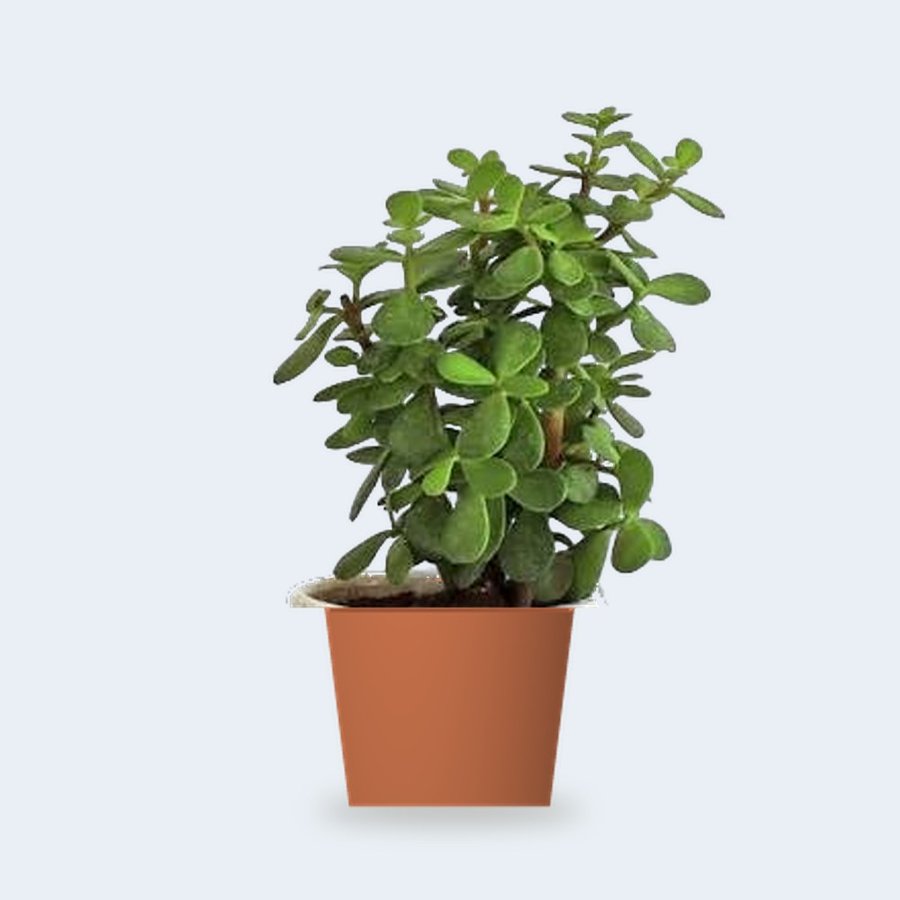 Jade Mini Plant – Small