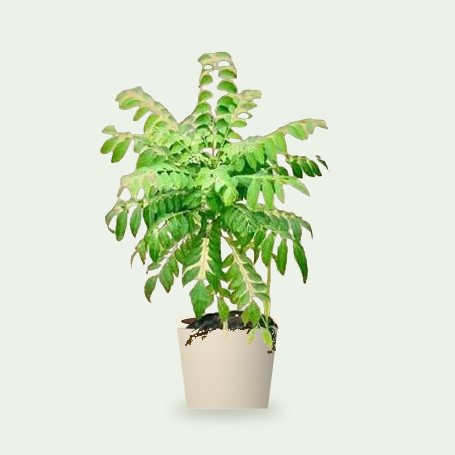 Kadi Patta (Curry Leaf) Plant – Small
