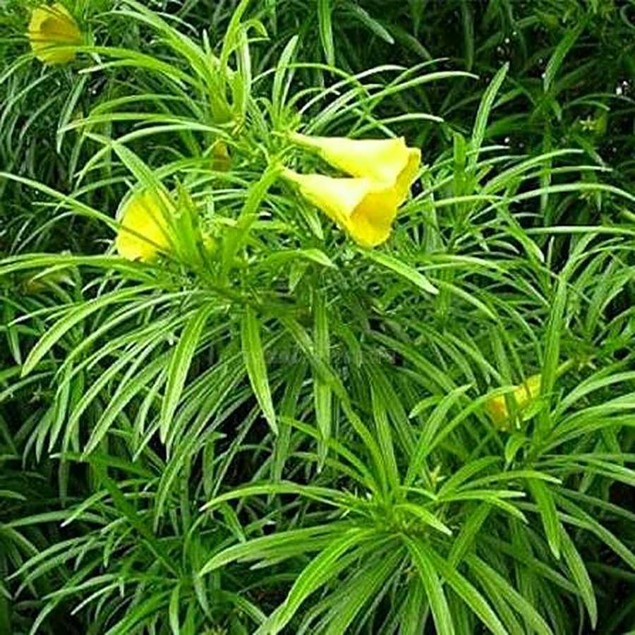 Kaner Plant (Yellow Oleander)