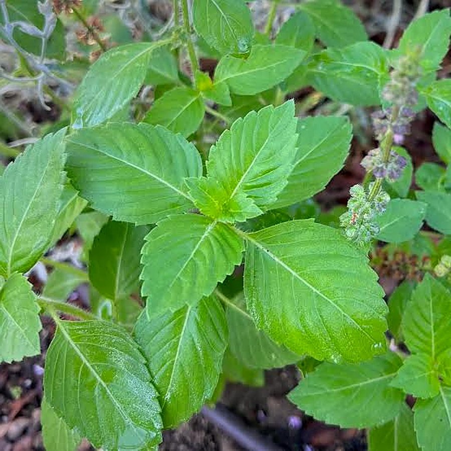 Kapoor Tulsi