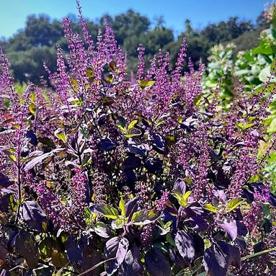 Krishna Tulsi (Black Tulsi)