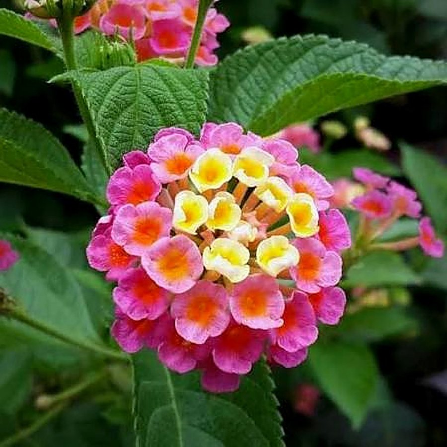 Lantana Camara