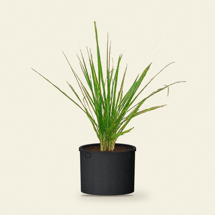 Lemongrass Plant