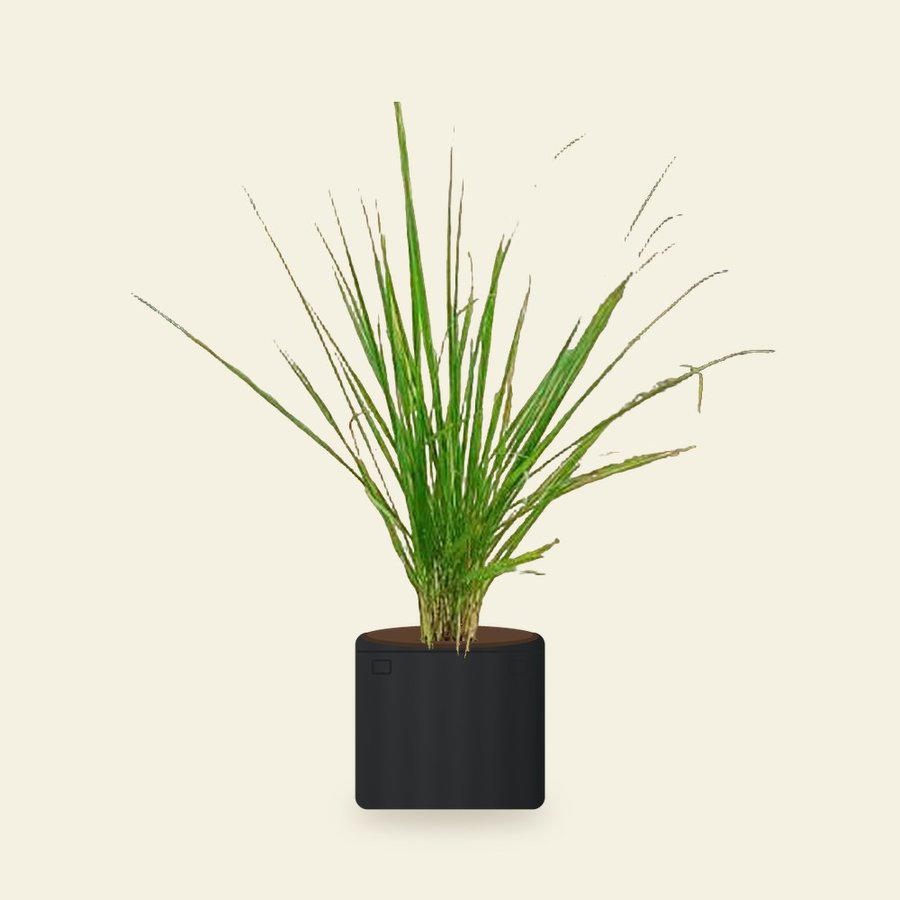 Lemongrass Plant