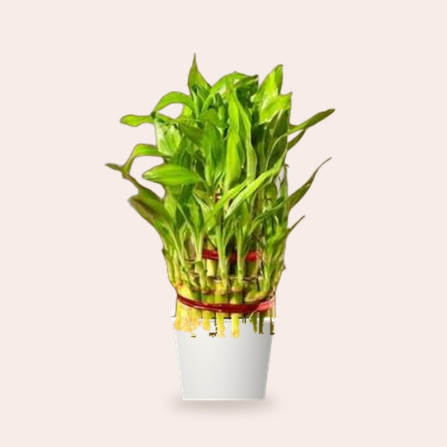 Lucky Bamboo Plant 3 Layer – Small