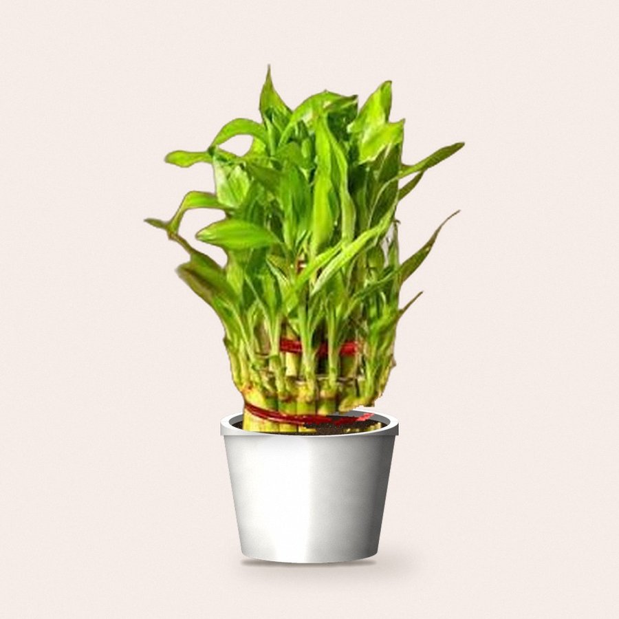 Lucky Bamboo Plant 3 Layer