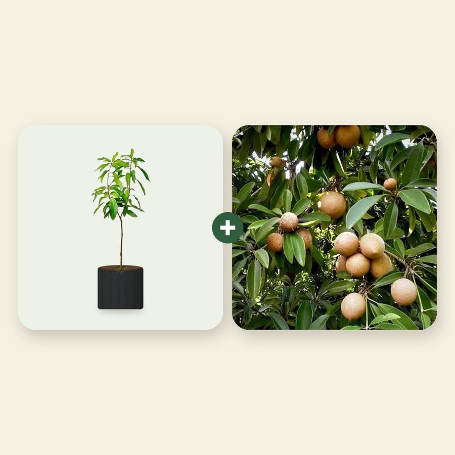 Mango and Chiku Combo