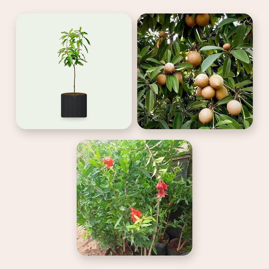 Mango, Chiku, Pomegranate – Combo of 3