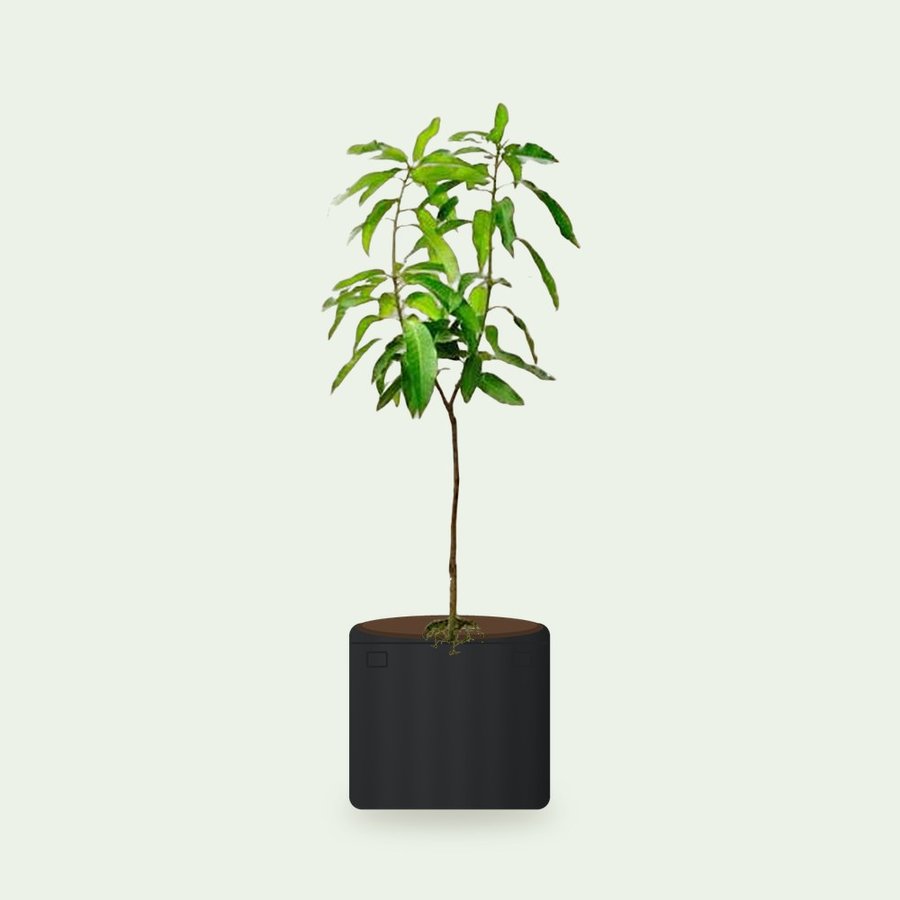 Mango Plant with Grow Bag