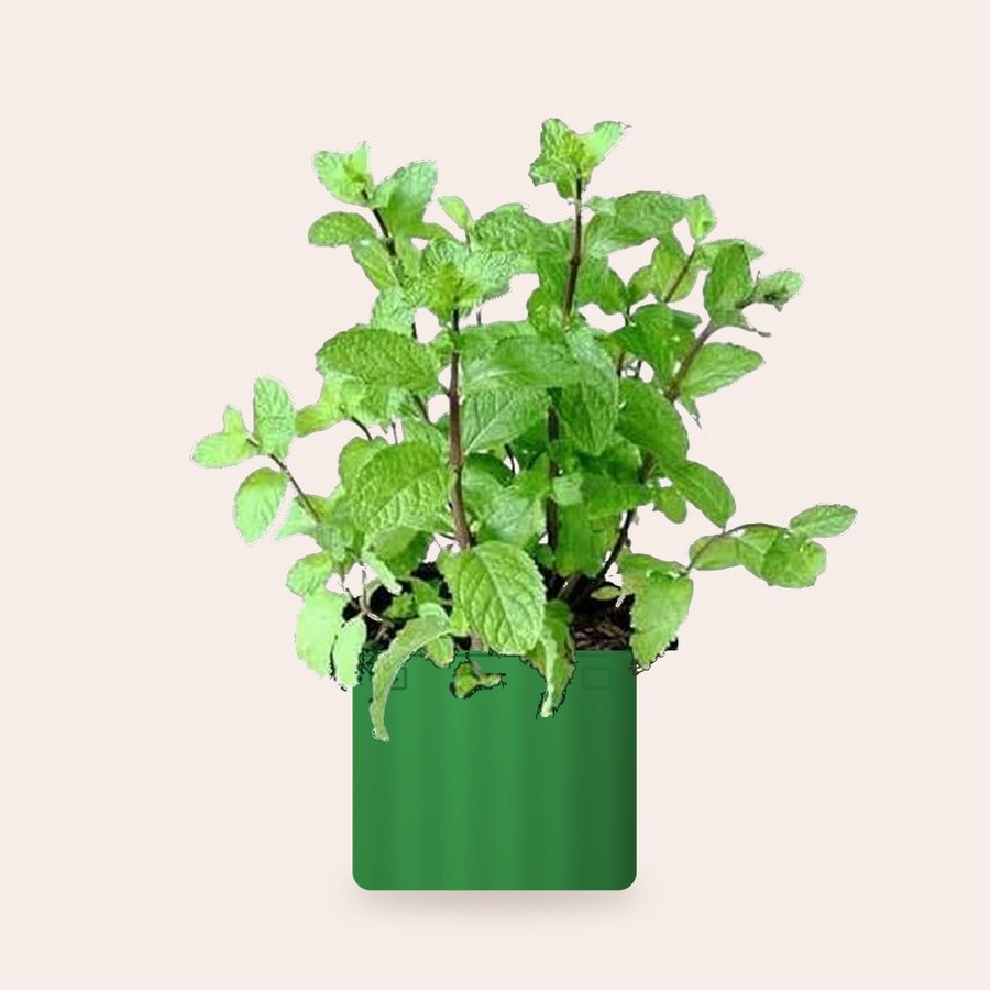 Mint (Pudina) Plant – Small