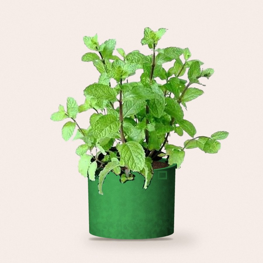 Mint (Pudina) Plant