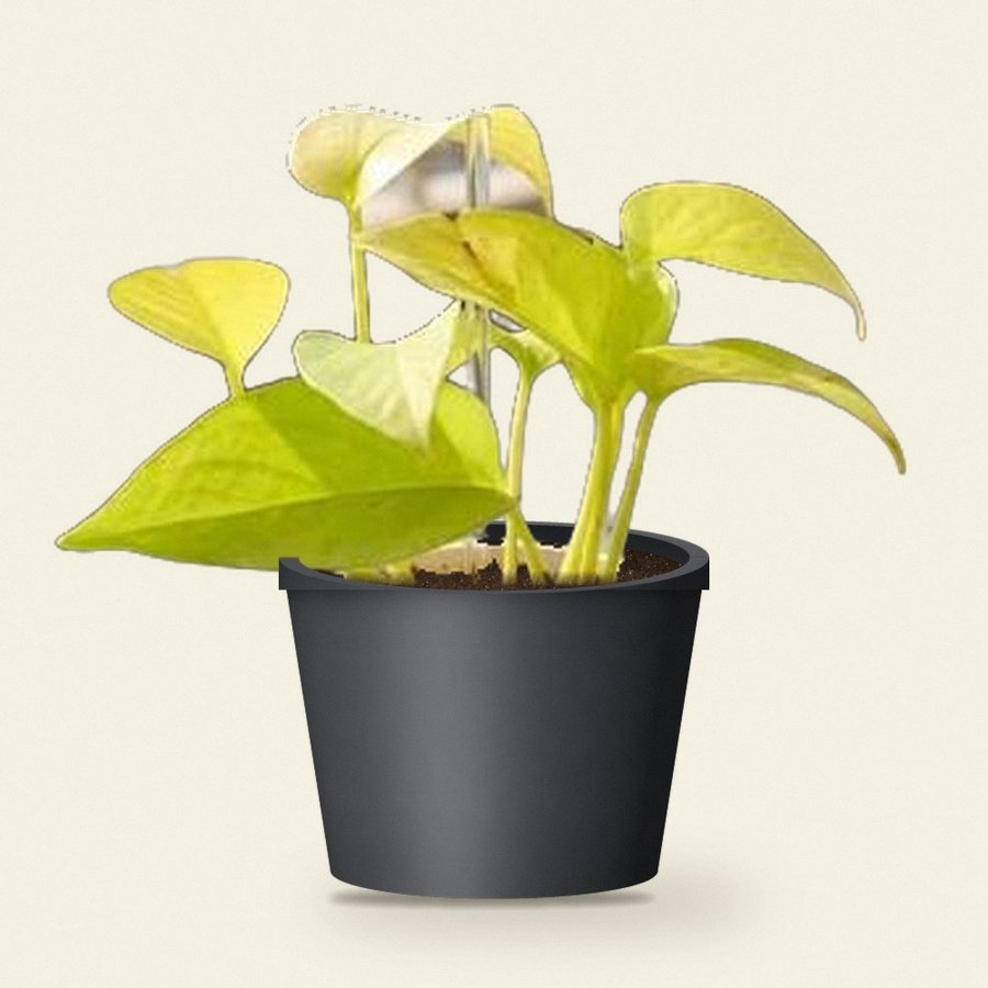 Money Plant Golden