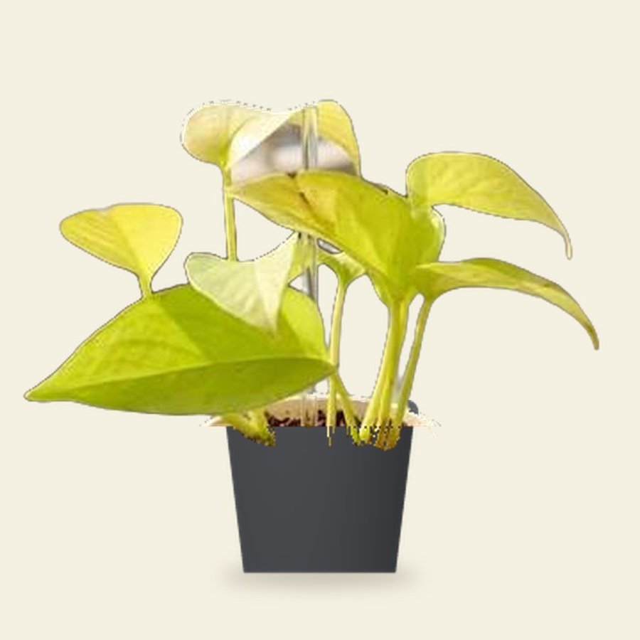 Money Plant Golden