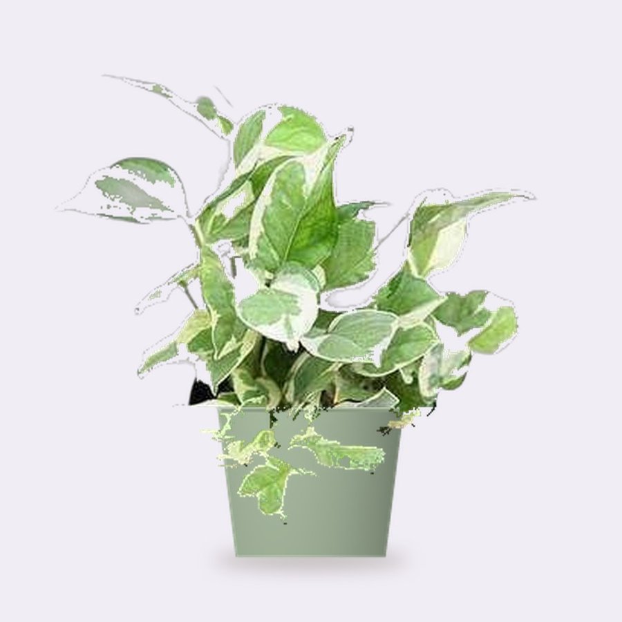 Money Plant Variegated – Small