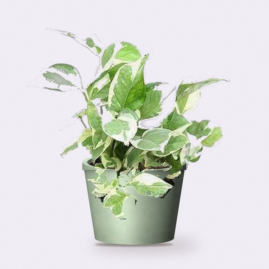 Money Plant Variegated