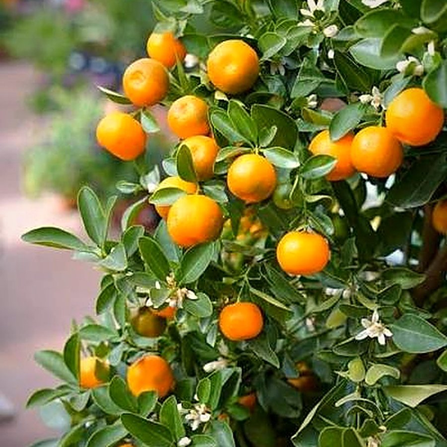 Narangi Plant (Orange)