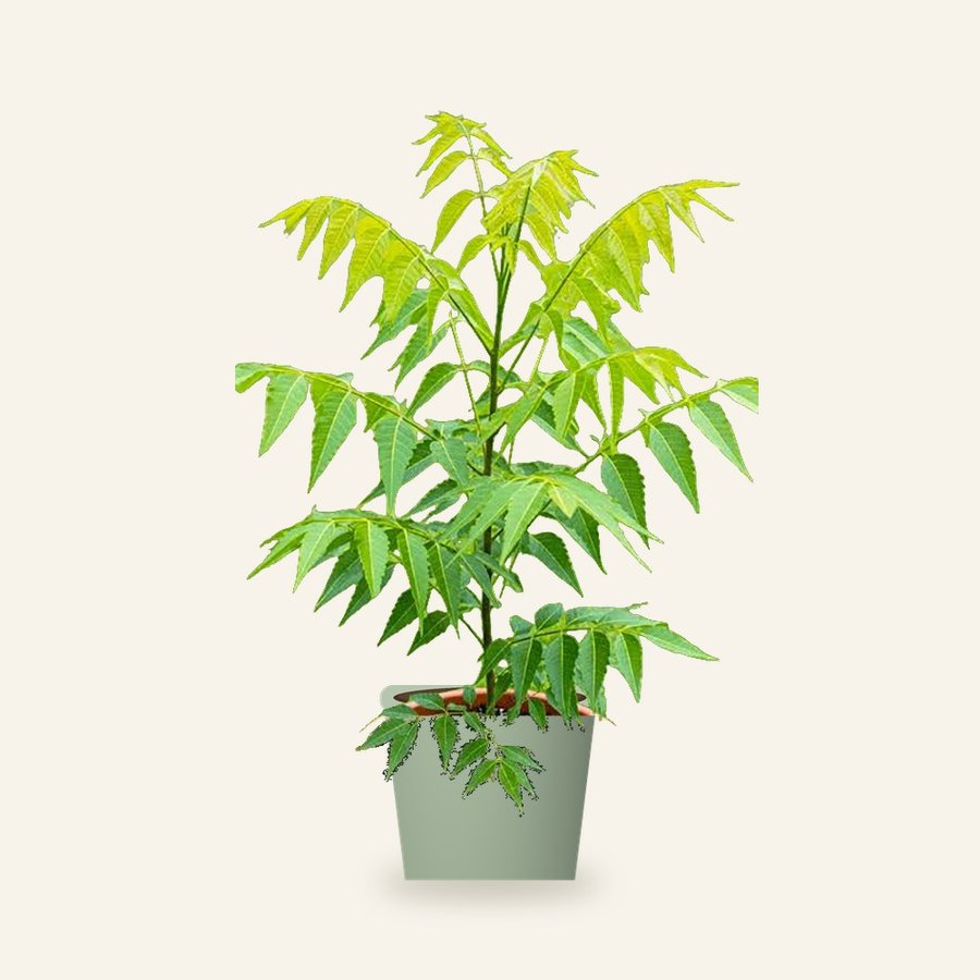 Neem Plant – Small