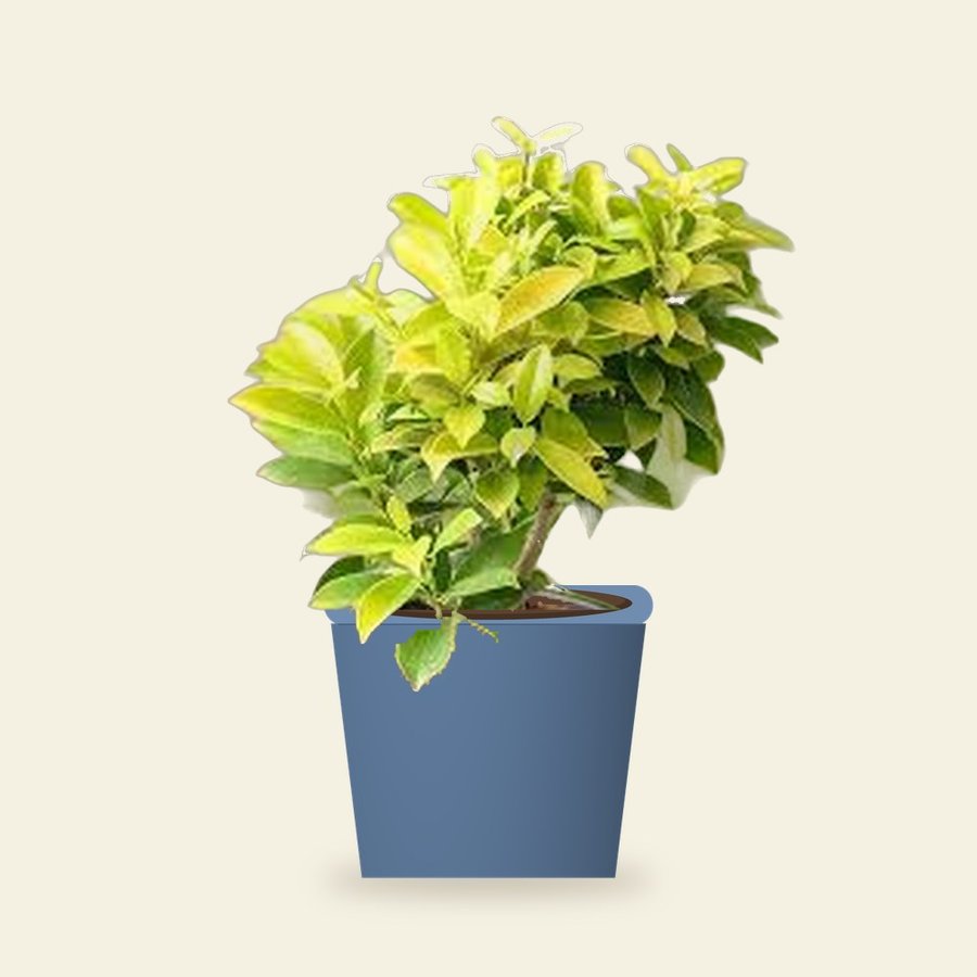 Panda Ficus (Hicas) Plant – Small