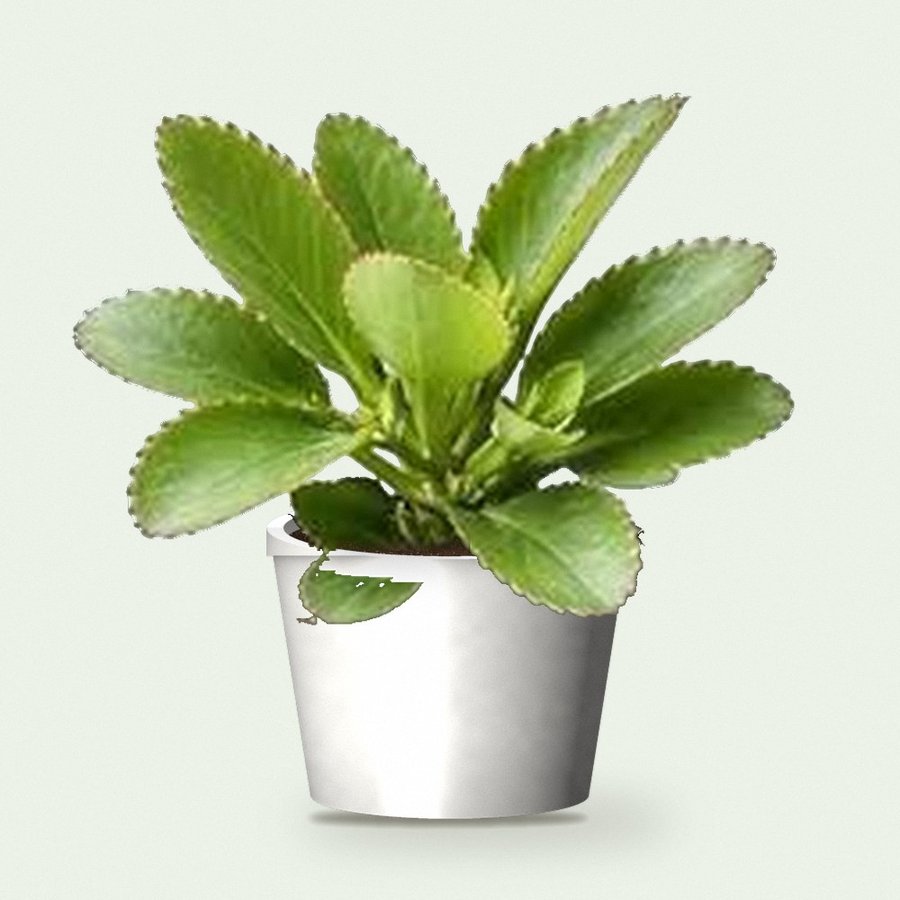Patharchatta Plant