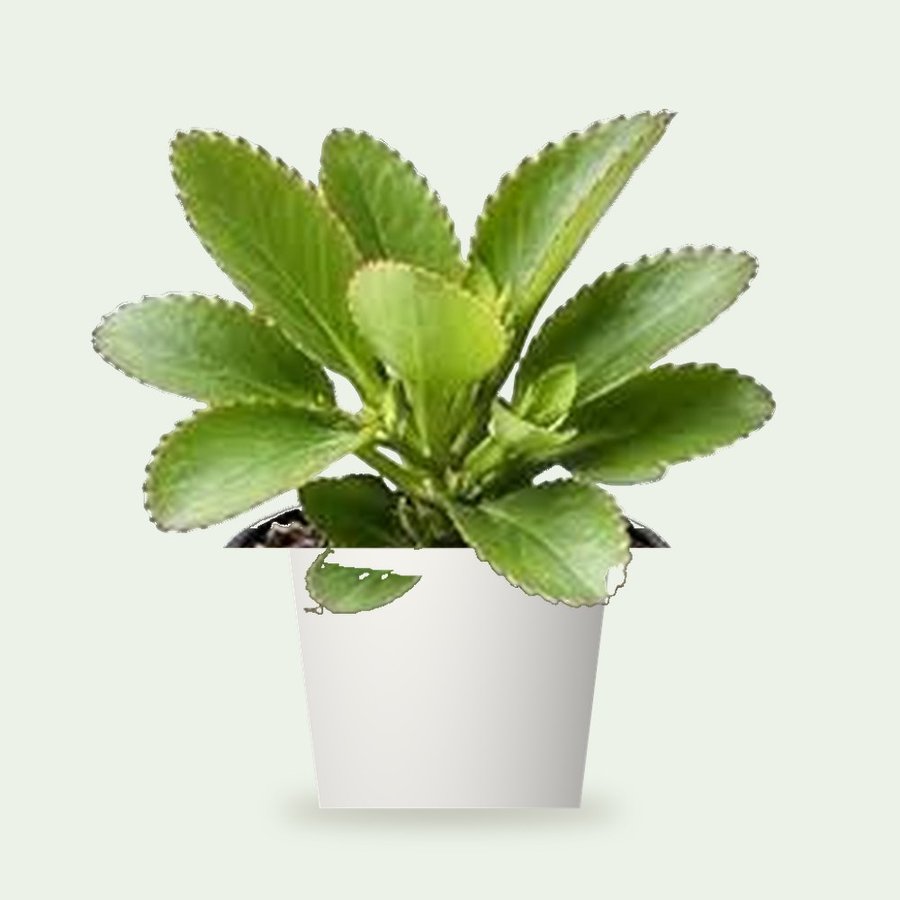 Patharchatta Plant – Small