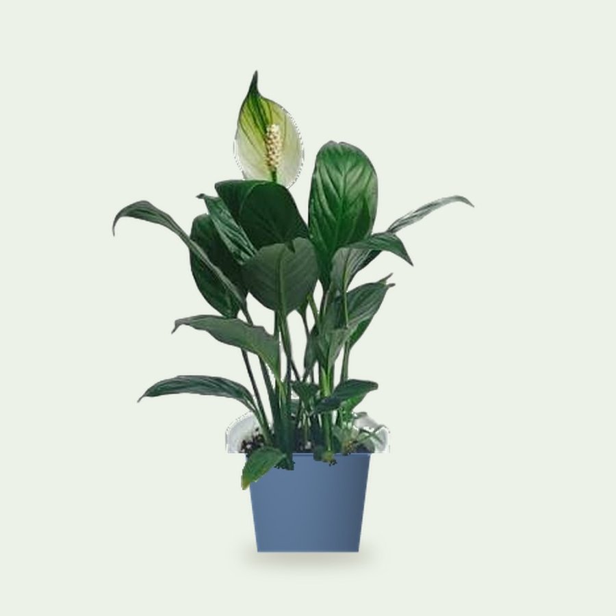 Peace Lily Large (Spathiphyllum) – Small