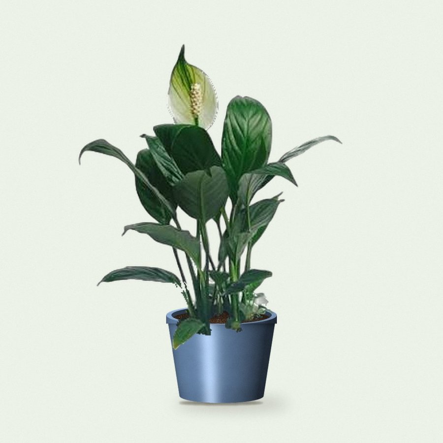 Peace Lily Large (Spathiphyllum)