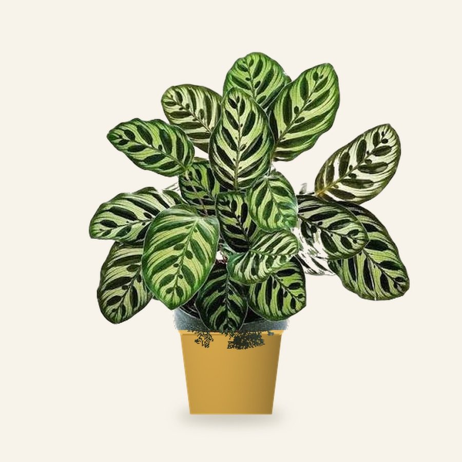 Peacock Plant – Small