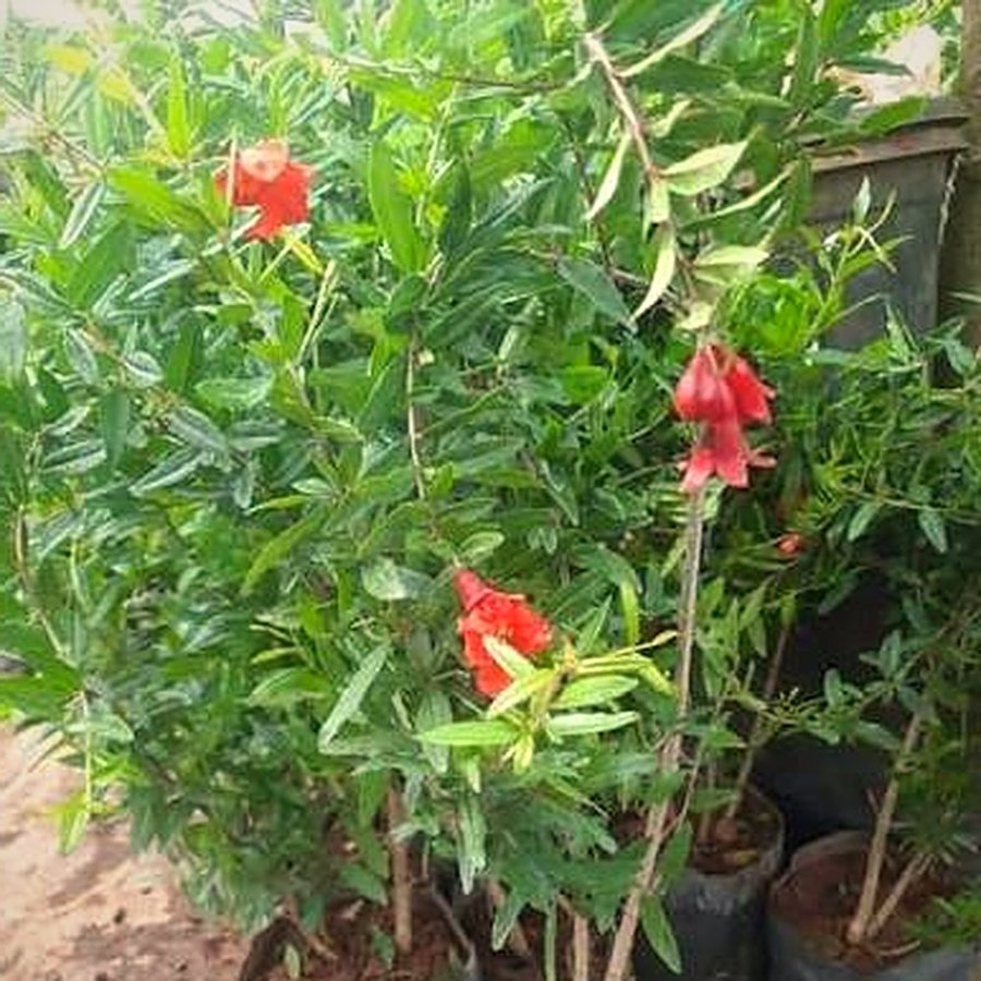 Pomegranate Plant with Grow Bag